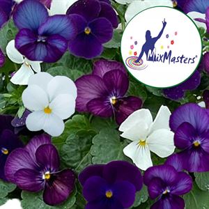 Afbeelding van Viola P12 Trio Olslo